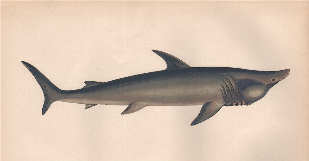 BASKING SHARK. Broad-headed Gazer. Cetorhinus maximus. COUCH. Fish 1862 print